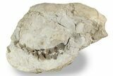 Bargain, Fossil Oreodont (Merycoidodon) Skull - South Dakota #241839-1